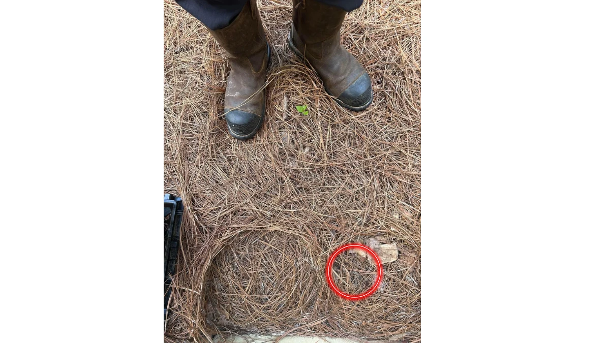 Observation Skills Test: Within 7 Seconds Spot The hidden Snake in this Image