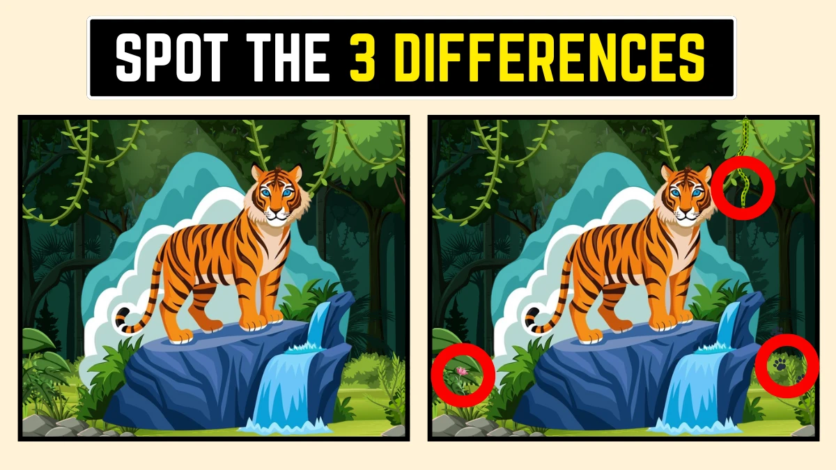 Picture Puzzle IQ Test: Only High IQ Geniuses Can Spot the 3 Differences in this Tiger Image in 10 Secs