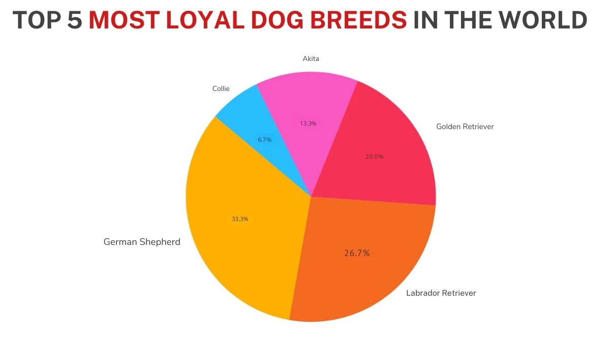 Top 5 Most Loyal Dog Breeds in the World