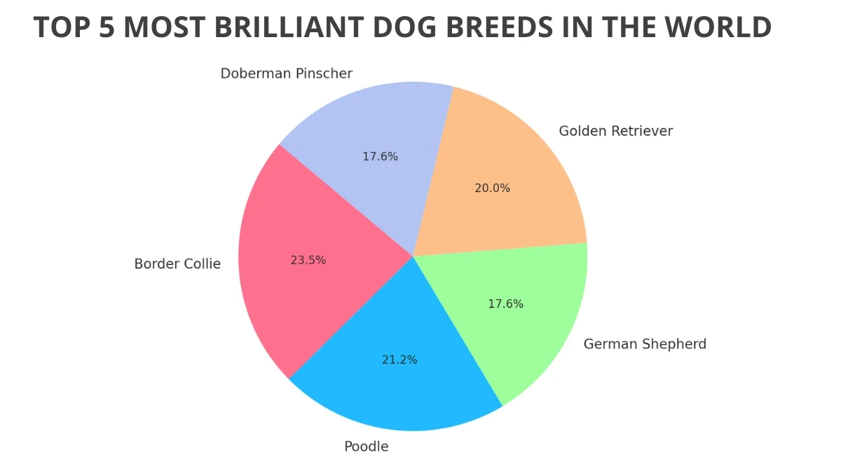 Top 5 Most Brilliant Dog Breeds in the World
