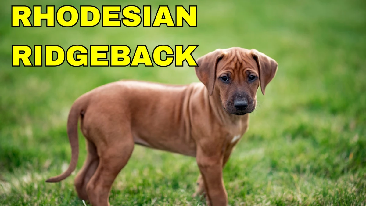 Top 10 Guard Dog Breeds: Fierce Defenders and Loyal Companions