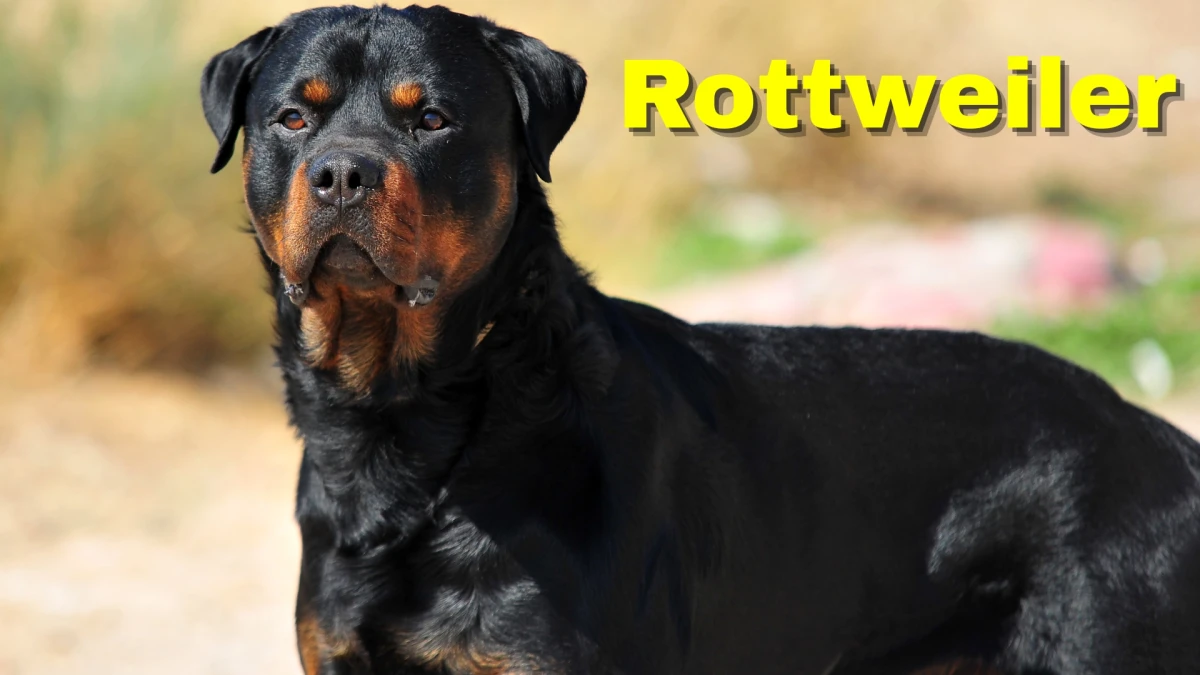 Top 10 Guard Dog Breeds: Fierce Defenders and Loyal Companions