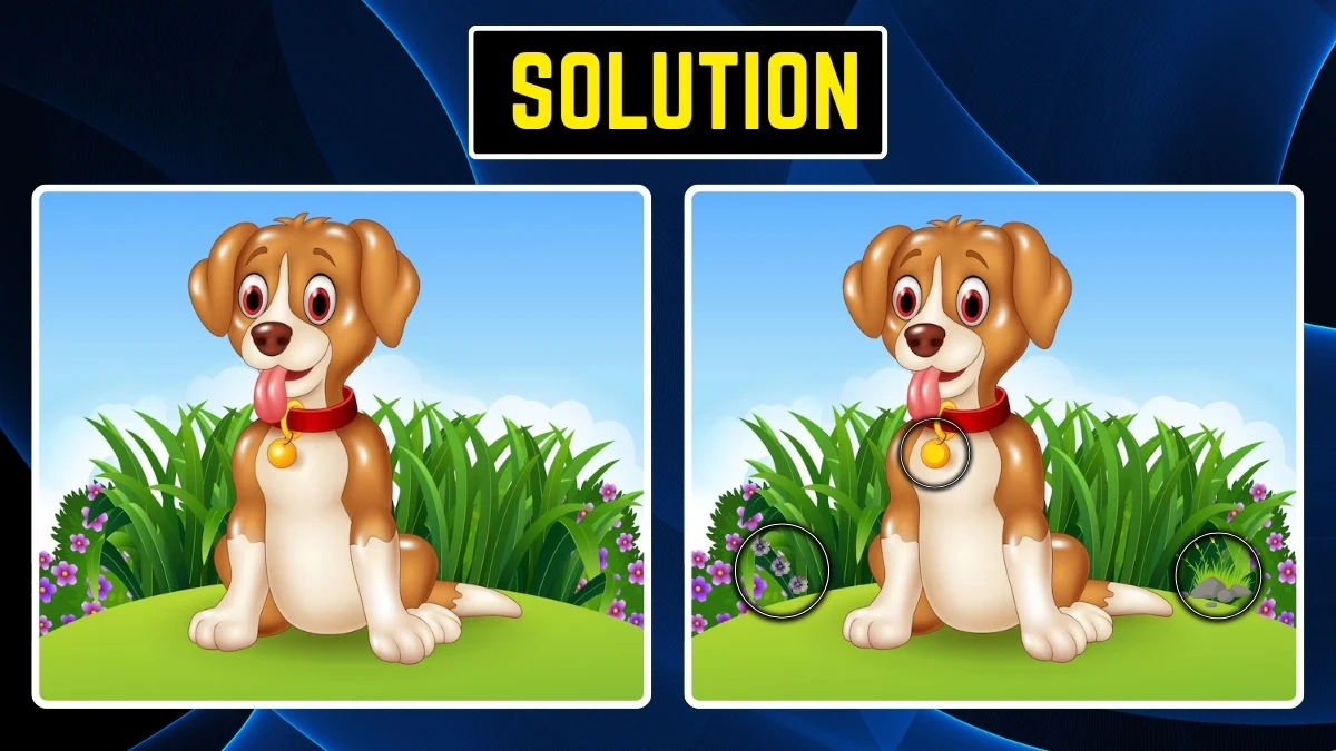 Spot the Difference Game: Within 10 Seconds Spot the 3 Differences in the Dog Pictures