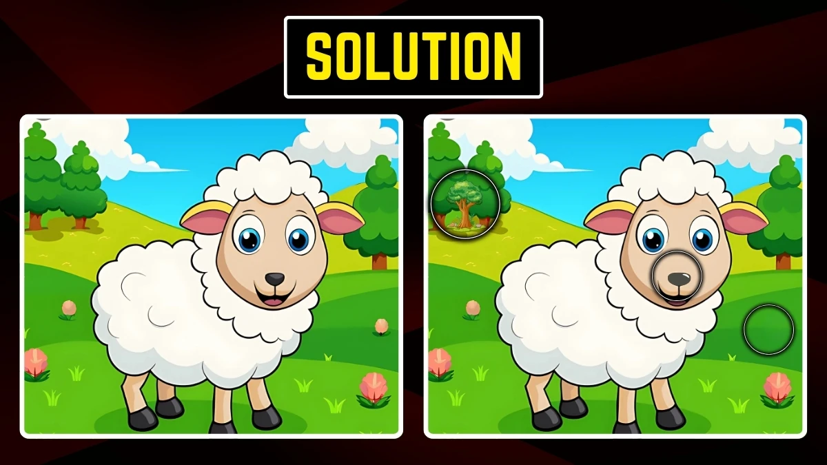 Brain Teaser: Within 7 Seconds Spot the 3 Differences in the Lamb Pictures