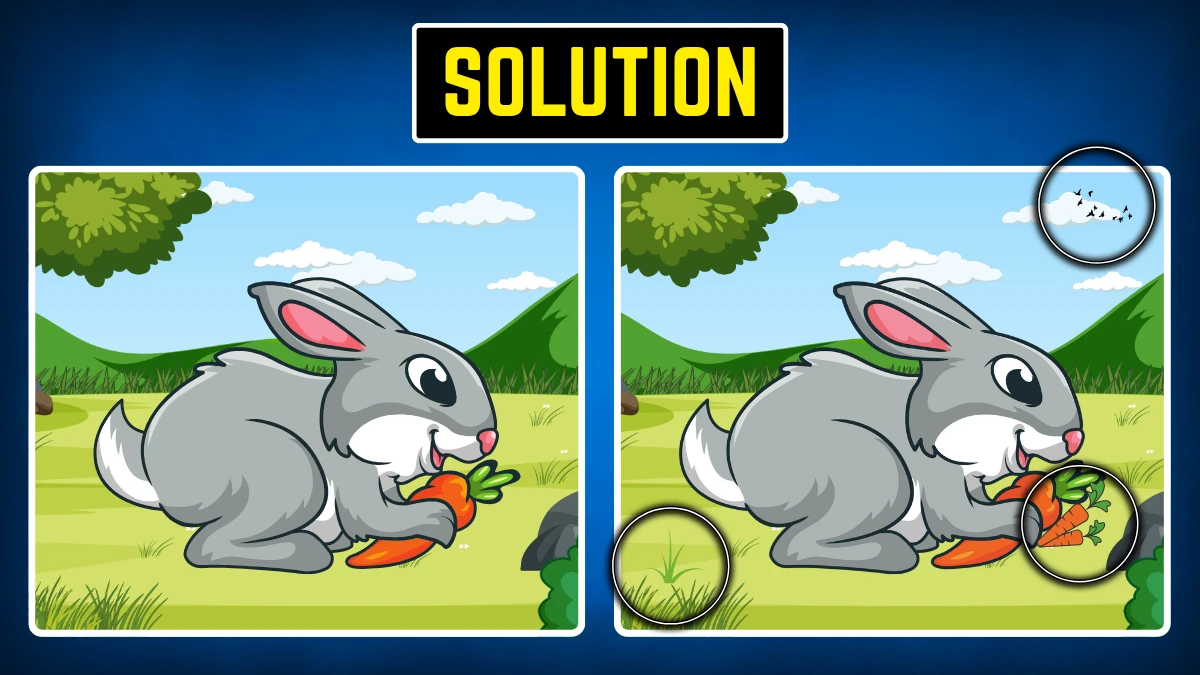 Brain Teaser: Within 9 Seconds Spot the 3 Differences in the Rabbit Pictures