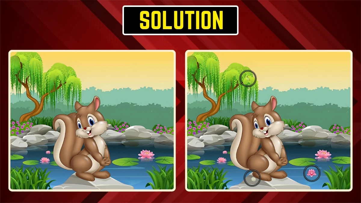 Optical Illusion Eye Test: Within 9 Secs Spot the 3 Differences in the Squirrel Pictures