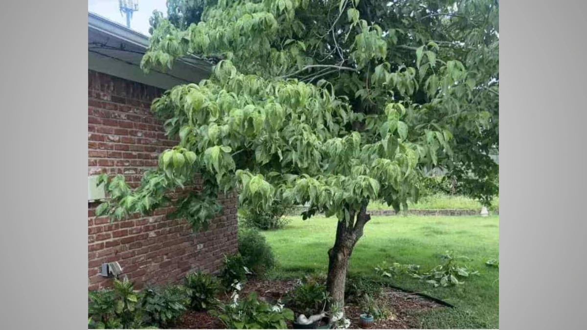 Optical Illusion: Only 1% eagle-eyed vision people can find the hidden raccoon within 6 seconds