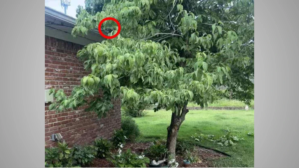 Optical Illusion: Only 1% eagle-eyed vision people can find the hidden raccoon within 6 seconds