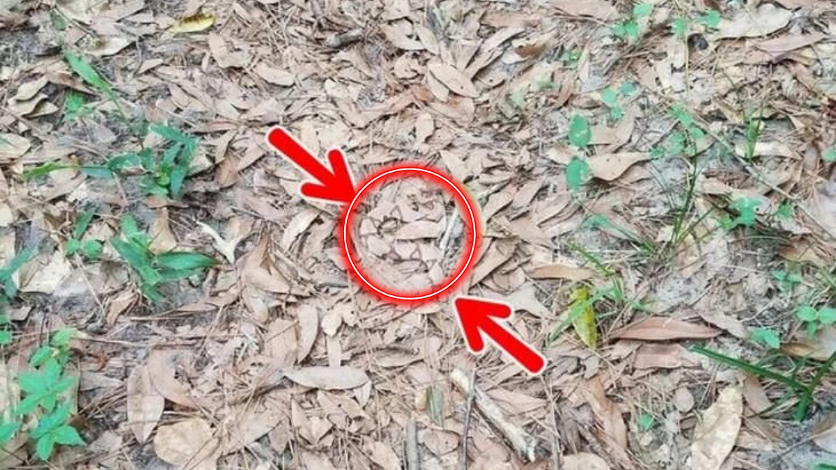 Optical Illusion Visual Test: Can You Spot the Hidden Snake in 6 Seconds?