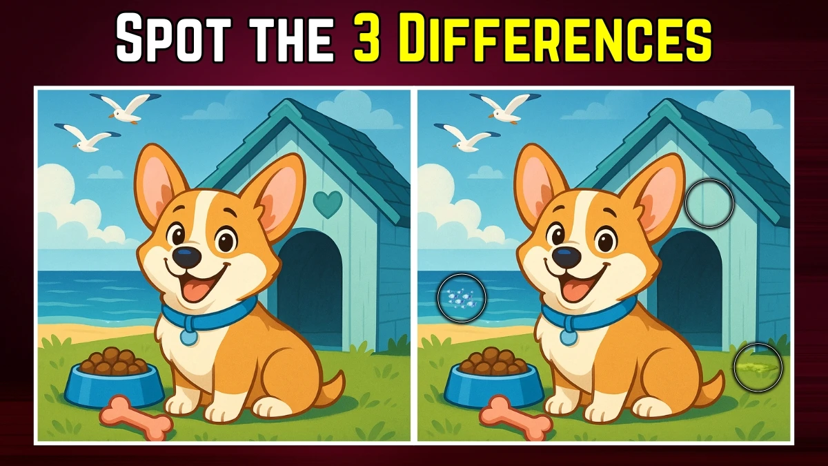 Spot the Difference: Only Sharp Eyes Can Spot 3 Differences in This Dog Image in Just 7 Seconds