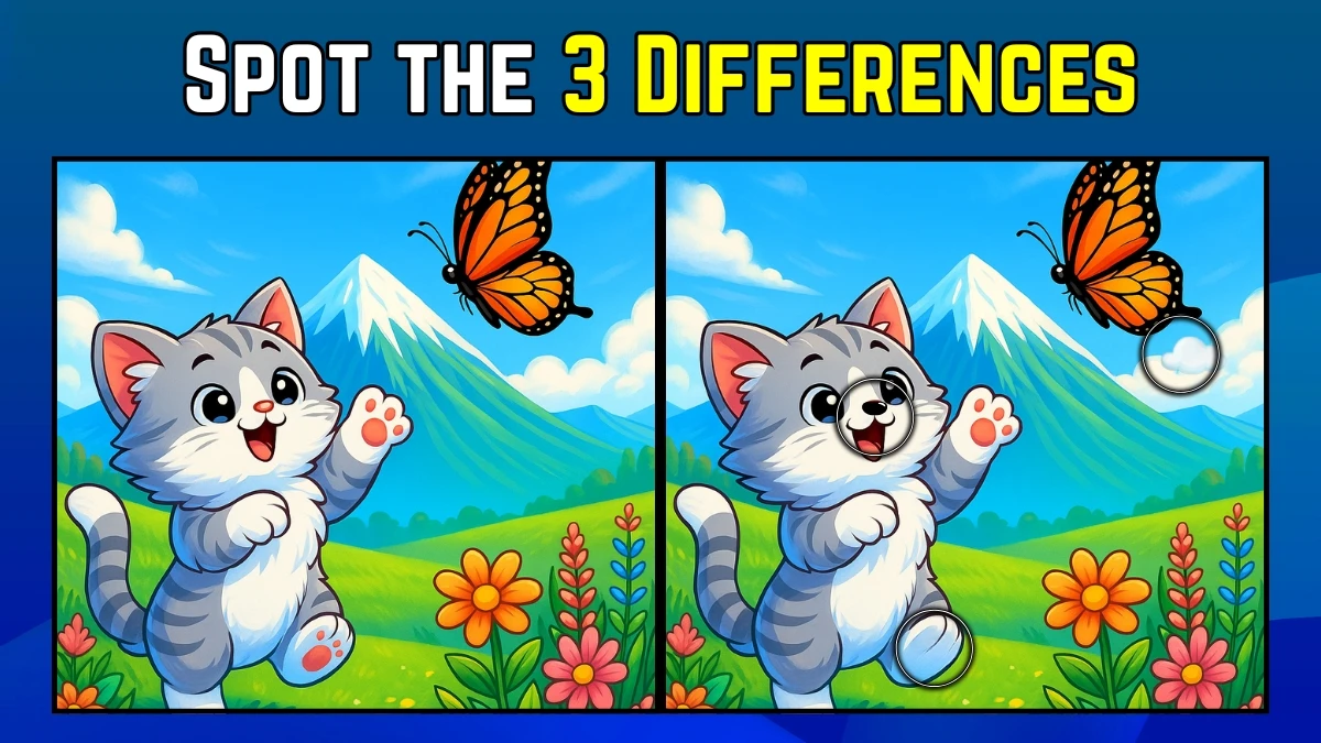 Spot the Difference: Within 9 Seconds Spot The 3 Differences in this Cat Image