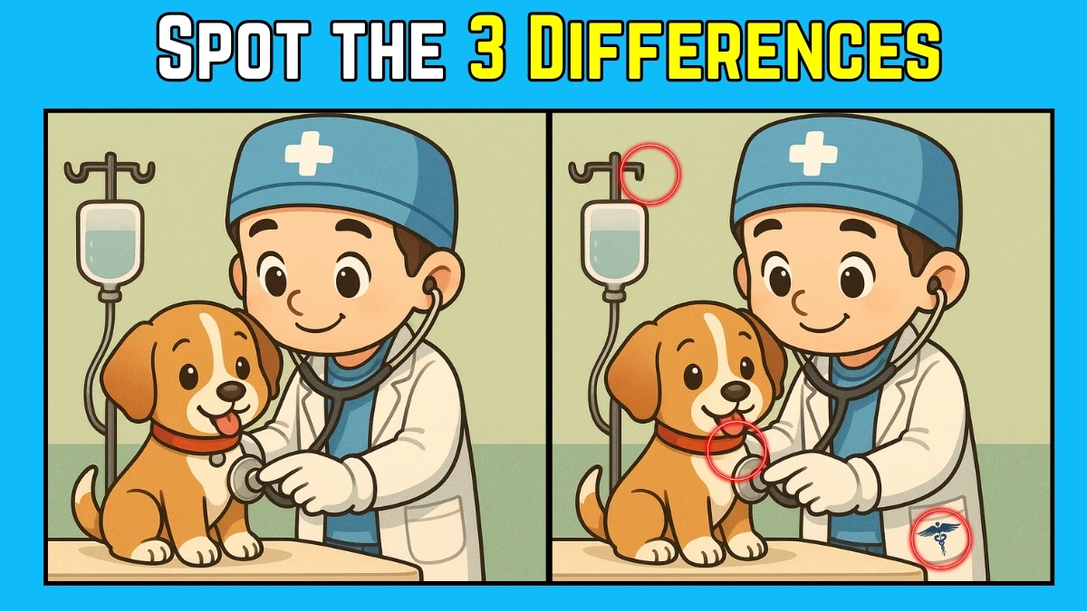 Spot the Difference: Within 8 Seconds Spot The 3 Differences in this Veterinary Hospital Image