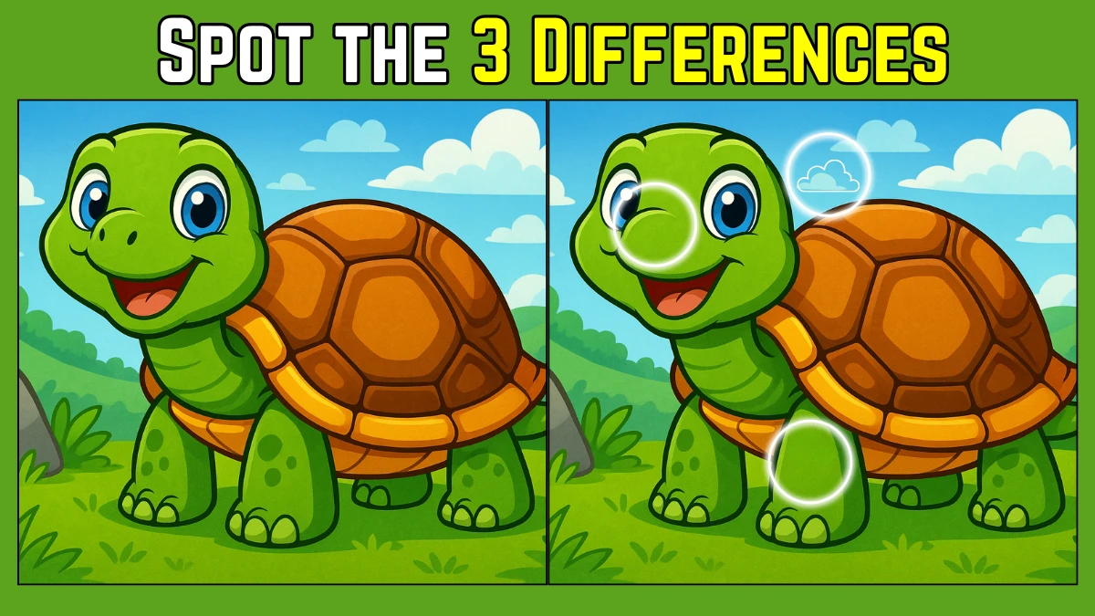 Spot the Difference: Within 9 Seconds Spot The 3 Differences in this Tortoise Image