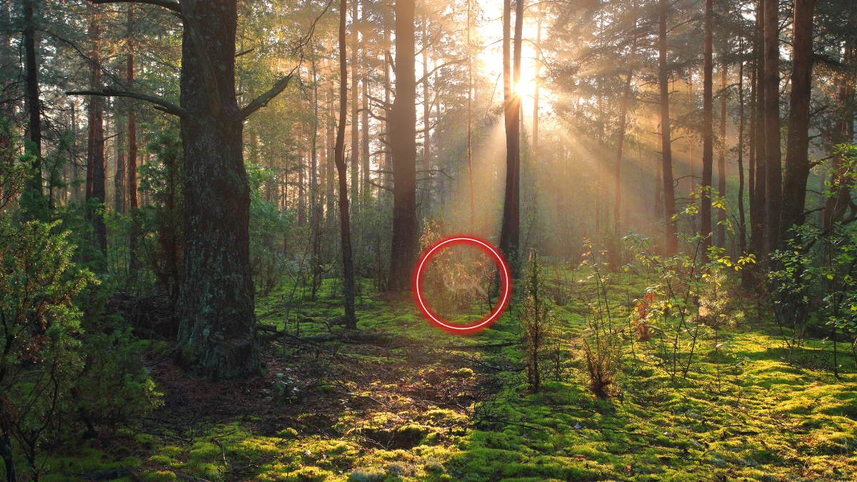 Optical illusion: Only 1 in 10 people can spot the hidden Fox in this Forest Image in 7 Secs