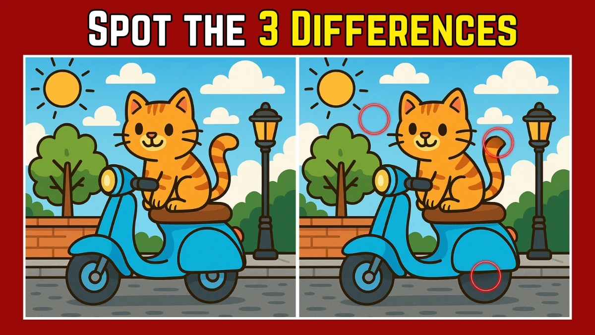 Spot the Difference: Within 7 Seconds Spot The 3 Differences in this Cat Sitting on a Scooter Image