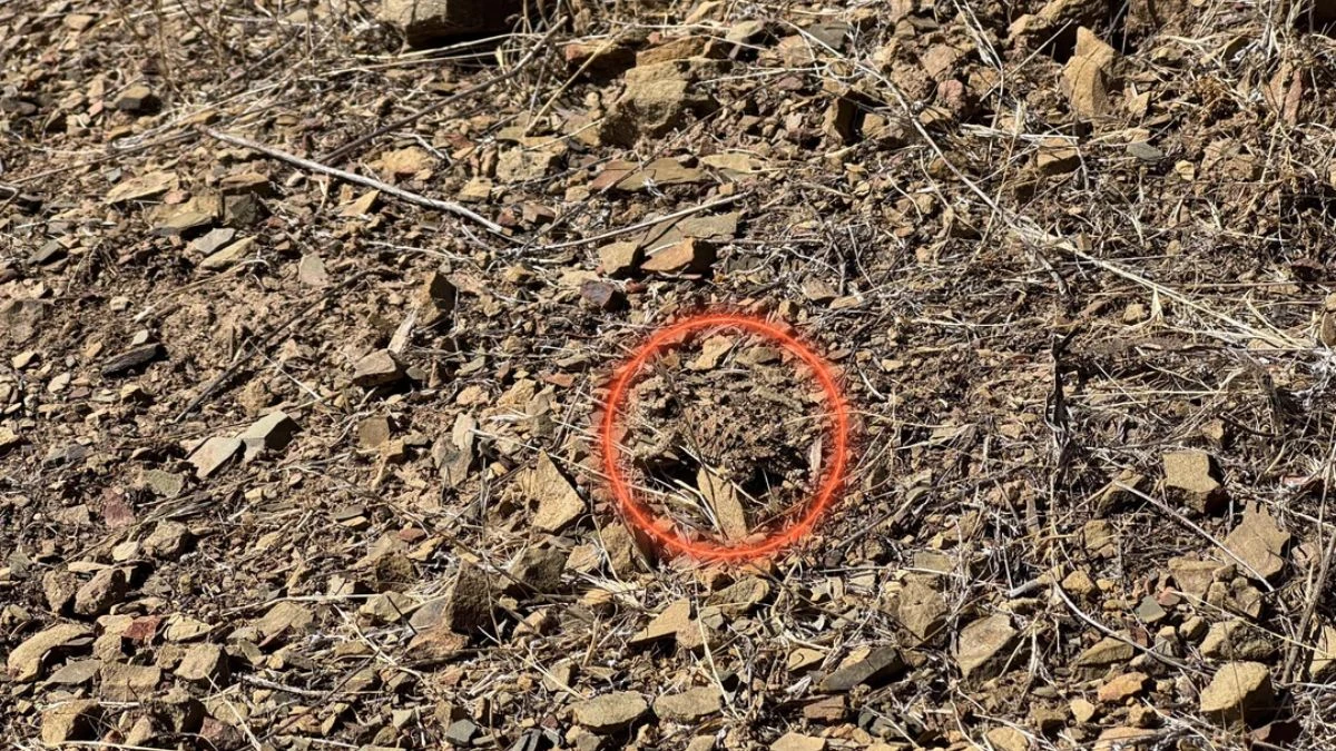 Optical Illusion: Within 10 Seconds Find the Camouflaged Lizard in This Viral Reddit Challenge?