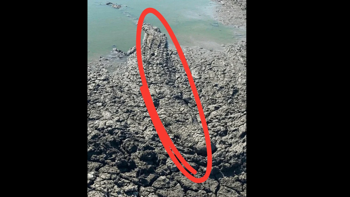 Can you spot the hidden animal in this picture in 10 seconds?
