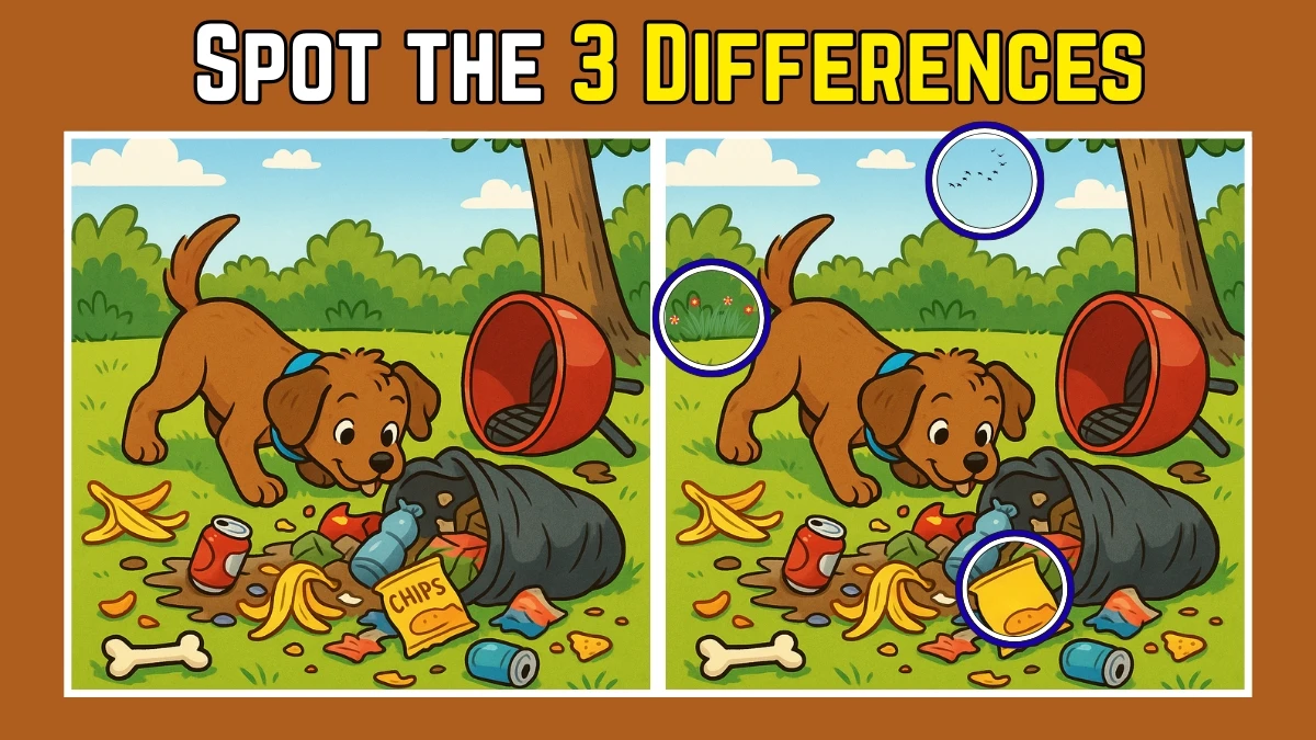 Spot the 3 Difference: Only 1 in 10 People Can Find All the Differences in 12 Seconds