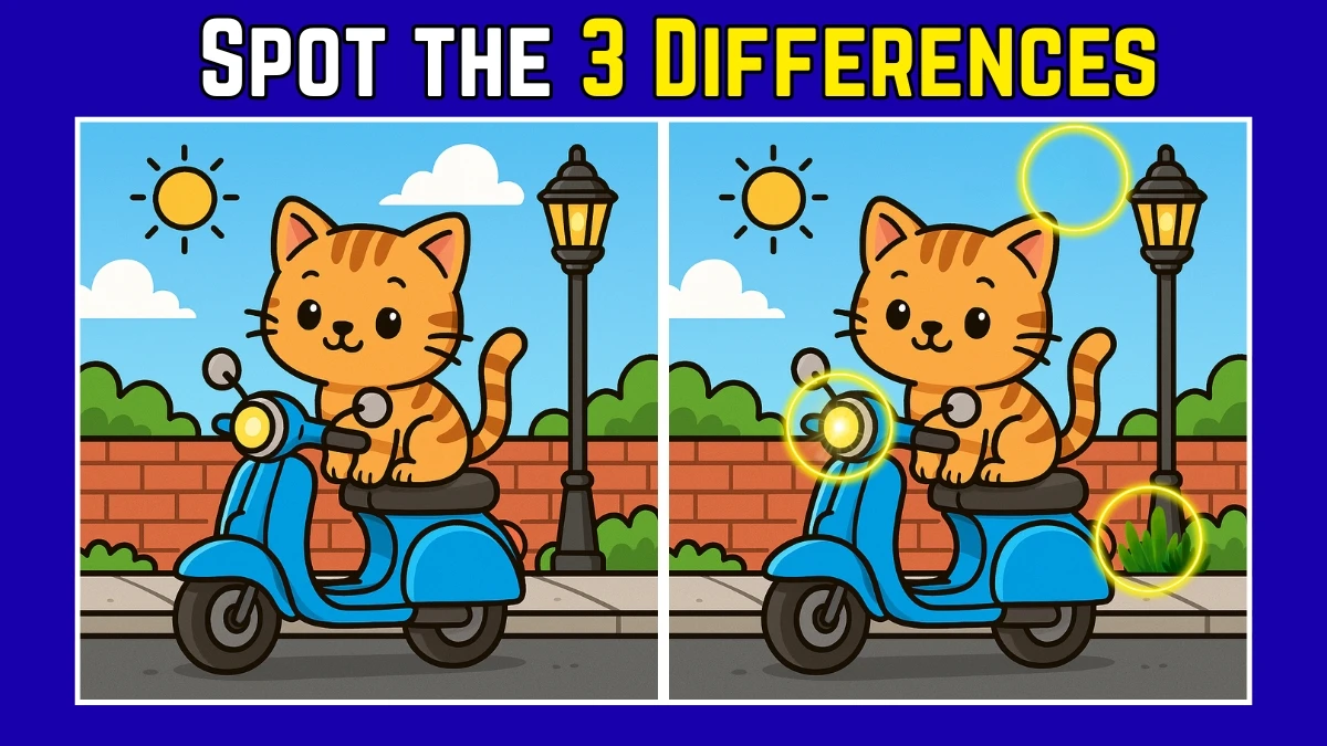 Spot the Difference: Within 7 Seconds Spot The 3 Differences in this Cat Sitting on Scooter Image