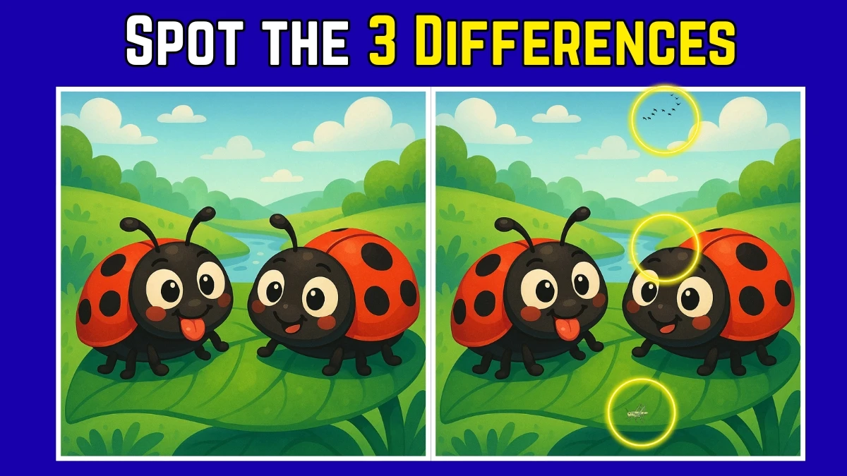 Spot the Difference: Within 7 Seconds Spot The 3 Differences in this Ladybug Image