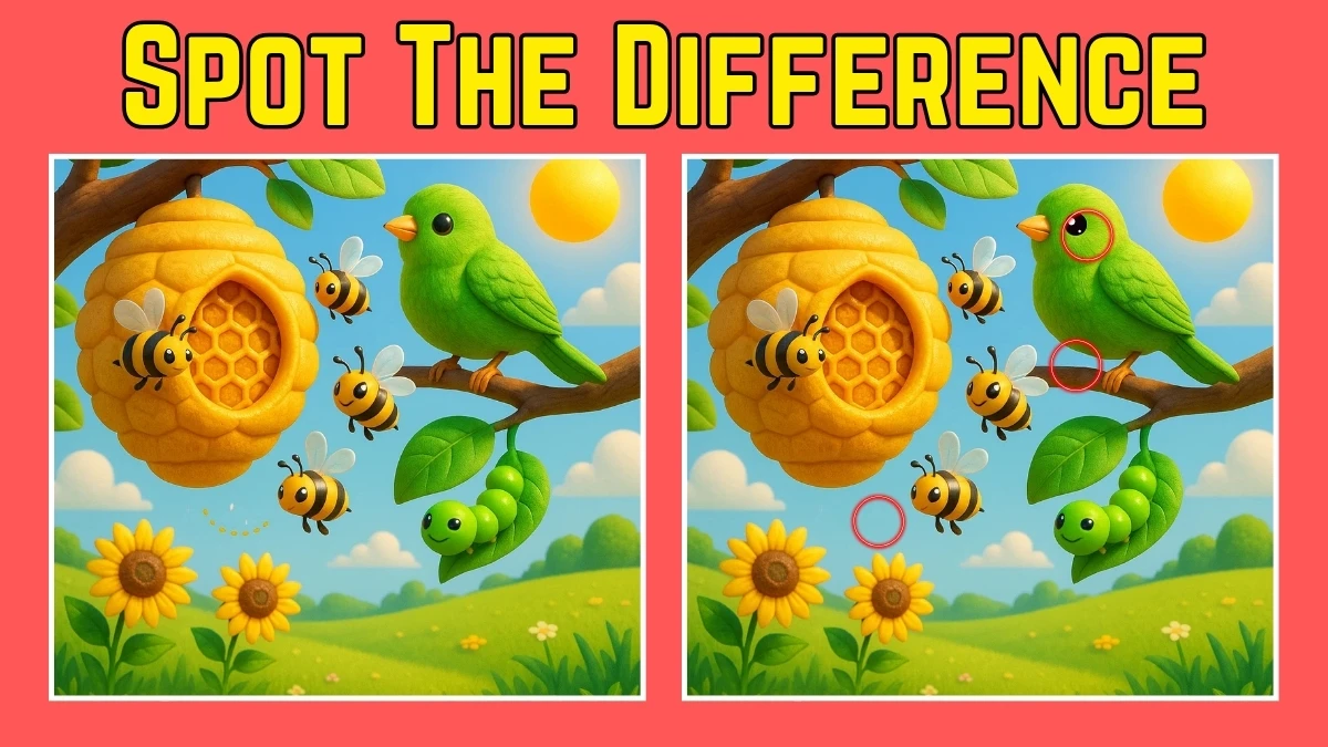 Spot 3 differences between the two parrot pictures in 10 seconds. Test your observation skills.