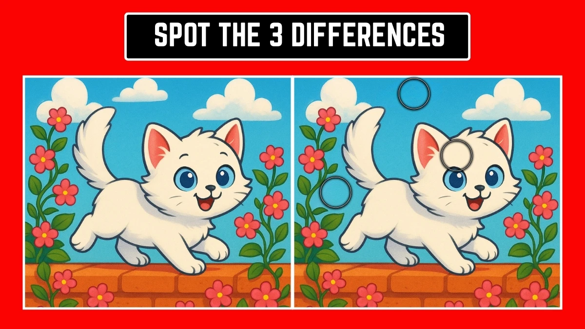 Spot 3 Differences in Kitten Image - Can You Find Them in 12 Seconds
