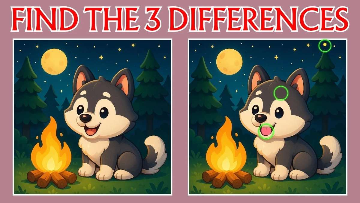 Spot the 3 Differences in Cat Pictures – Beat the 15-Second Challenge!