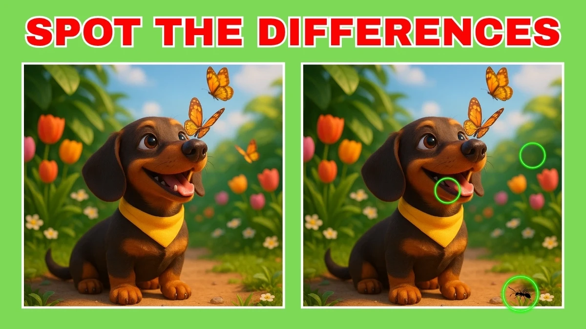 Spot The Difference: Do You Have an Eagle Eye? Test Your Observation Skills! Find 3 Differences in 12 Secs
