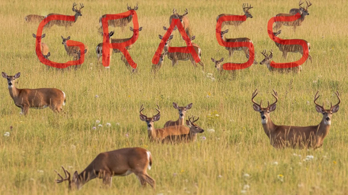 Visual Illusion: Only Sharp Eyes Can Spot the Hidden Word in this Image in 5 Secs