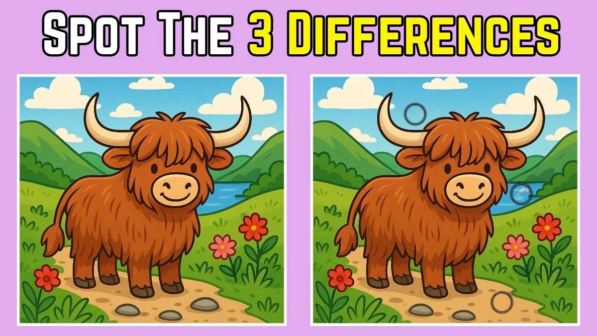 Spot 3 differences between the Yolk Pictures in 14 seconds!