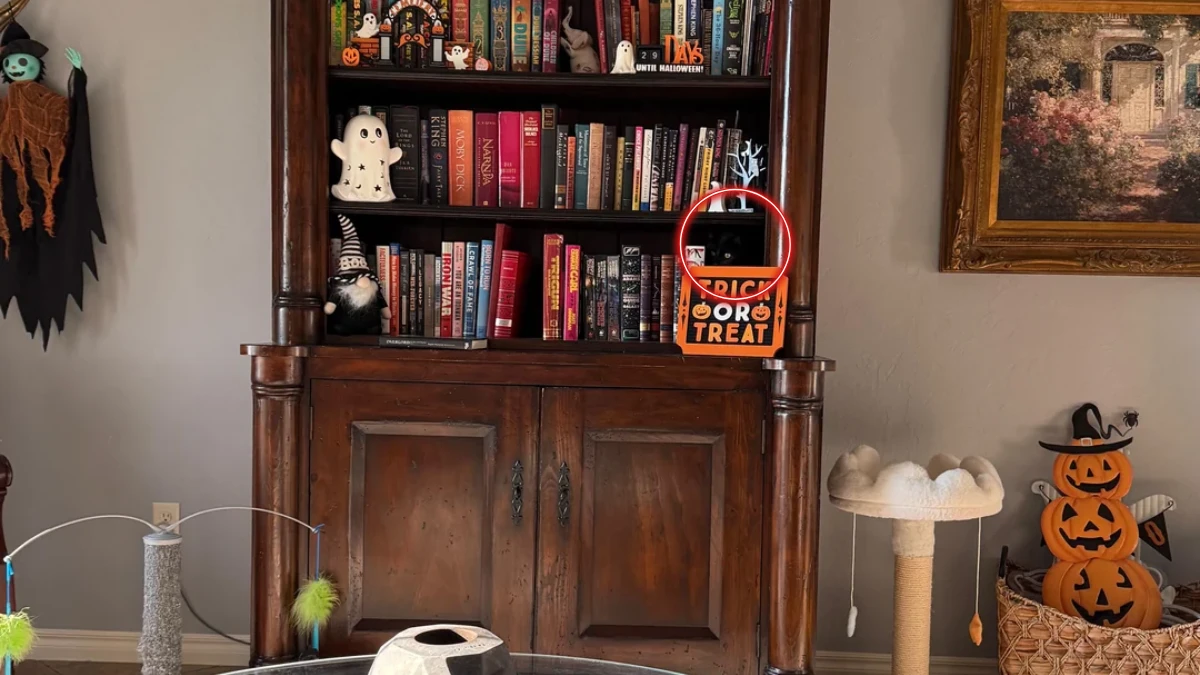 Only Eagle Eyes Can Spot the Hidden Cat in This Halloween-Themed Bookshelf – Can You Find It?
