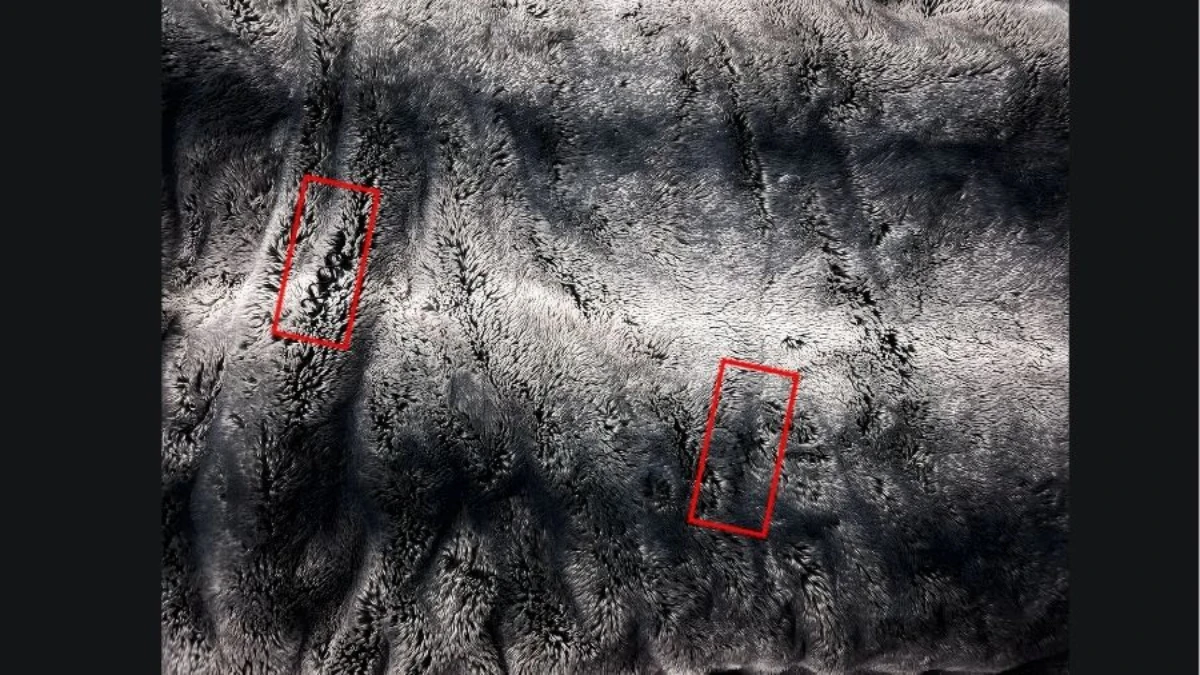 Viral Optical Illusion: Only Sharp Eyes Can Find the 2 Camouflaged Spiral Hair Pins on This Faux Fur Blanket
