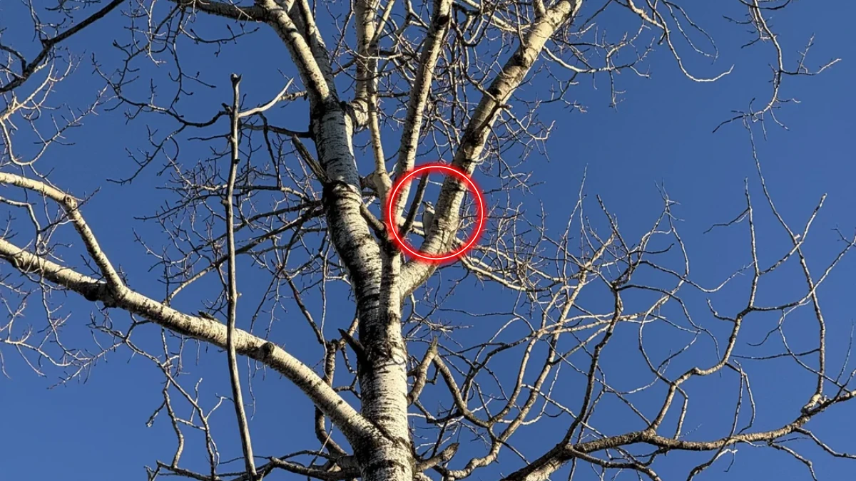 Visual Puzzle: Can You Find the Camouflaged Woodpecker in This Tree Image in 10 Seconds?