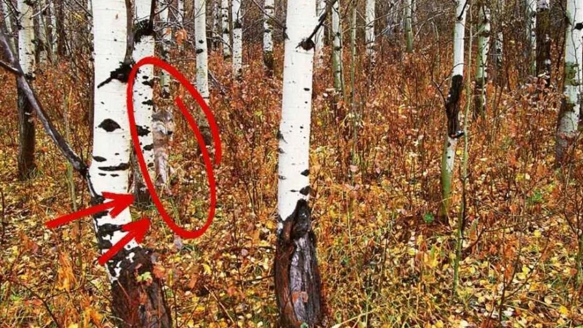 Optical Illusion: Test Your Vision by Spotting the Hidden Animal in This Forest