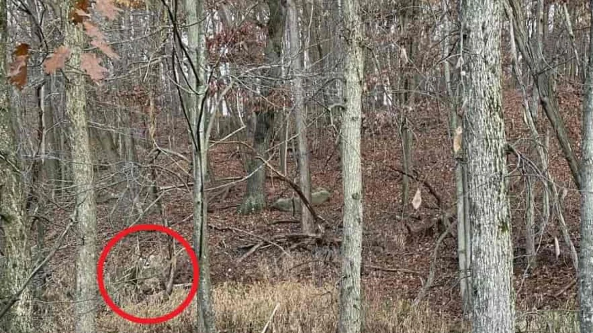 Optical Illusion Challenge: Only Graduates Can Spot the Hidden Deer in This Jungle Image