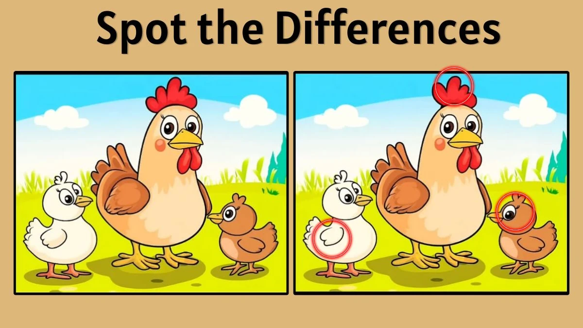 Spot the Difference Game: Find 3 Hidden Changes in Hen and Chick Image | Fun 10-Second Brain Test Puzzle
